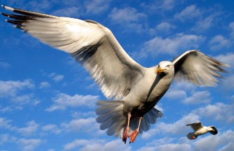 bird1